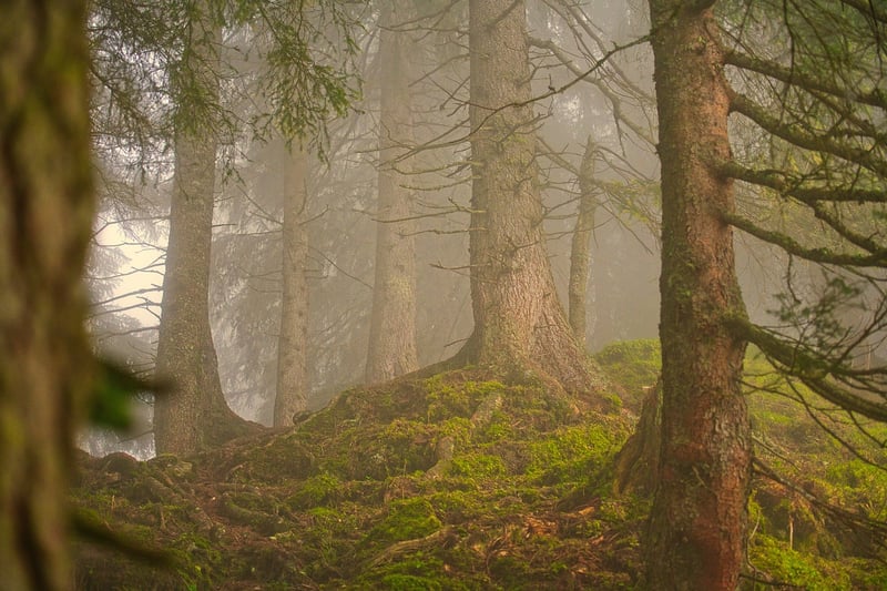 Forest Adventure