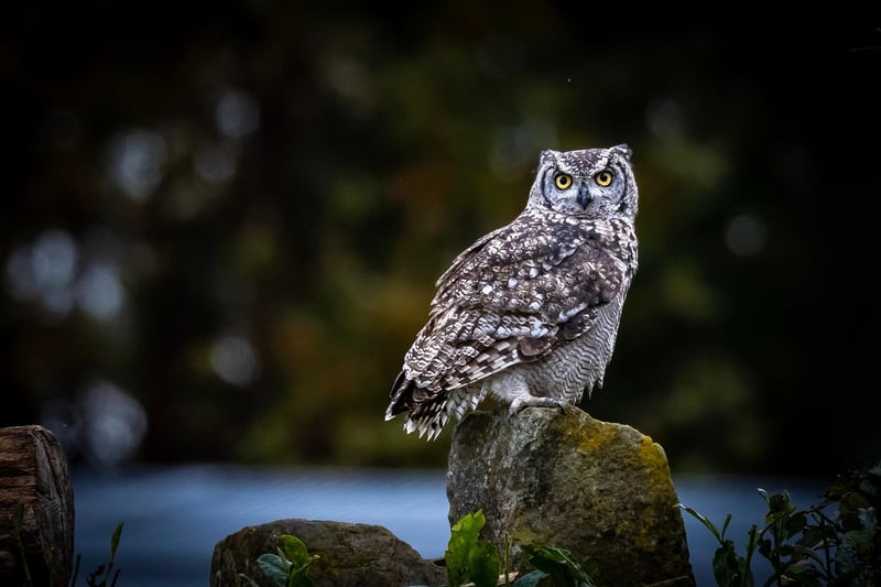 Wildlife Encounter